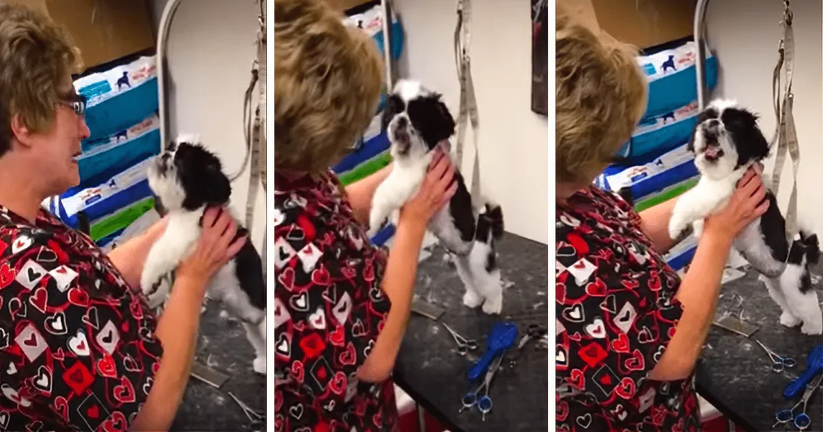 A black-and-white dog being groomed by a person in a heart-patterned shirt.