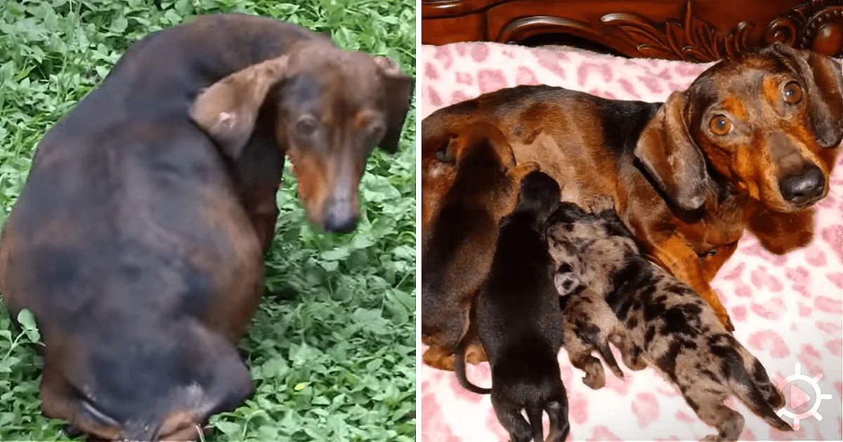 A dachshund is shown in two different scenes: one outdoors on grass and another indoors nursing puppies.