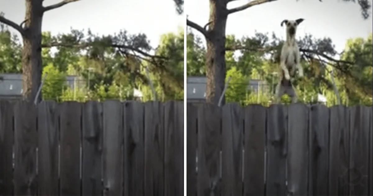 A dog is leaping over a wooden fence in a backyard setting with trees and a house in the background.