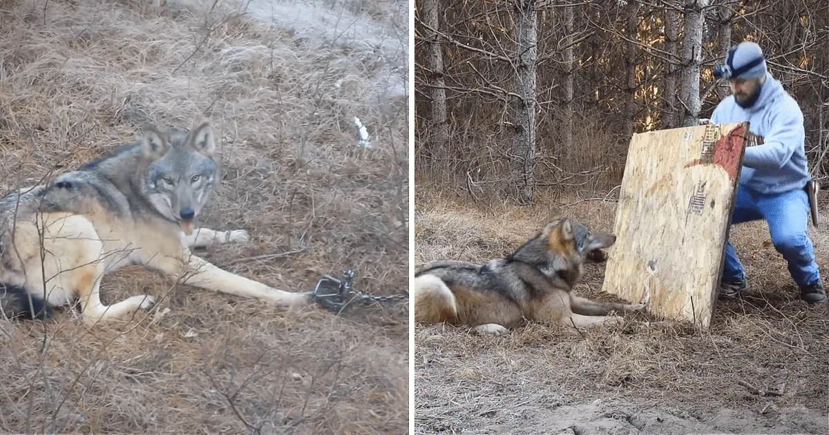 A Deadly Wolf Caught in a Trap - Watch the Terrifying Moment It Was Released