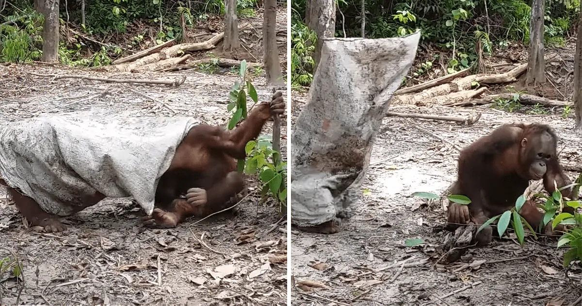 What Happens When a Primate Plays Dress-up? This Orangutan''s Antics Will Have You Howling!
