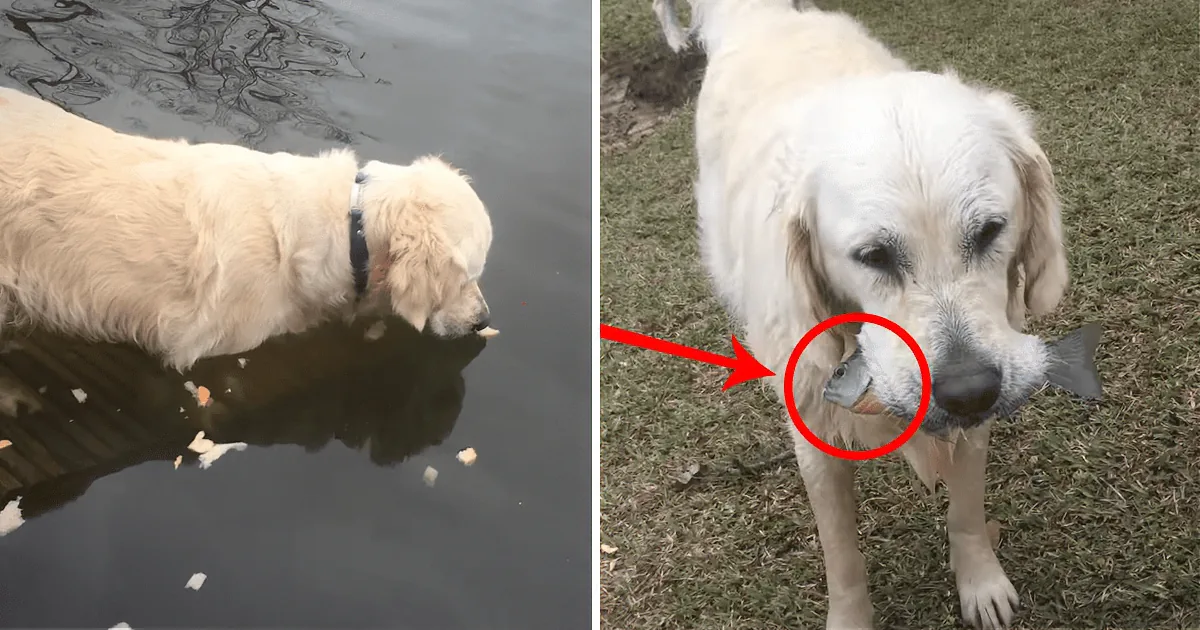 A golden retriever drinks from a pond, then holds a fish in its mouth, with a red circle highlighting the fish.