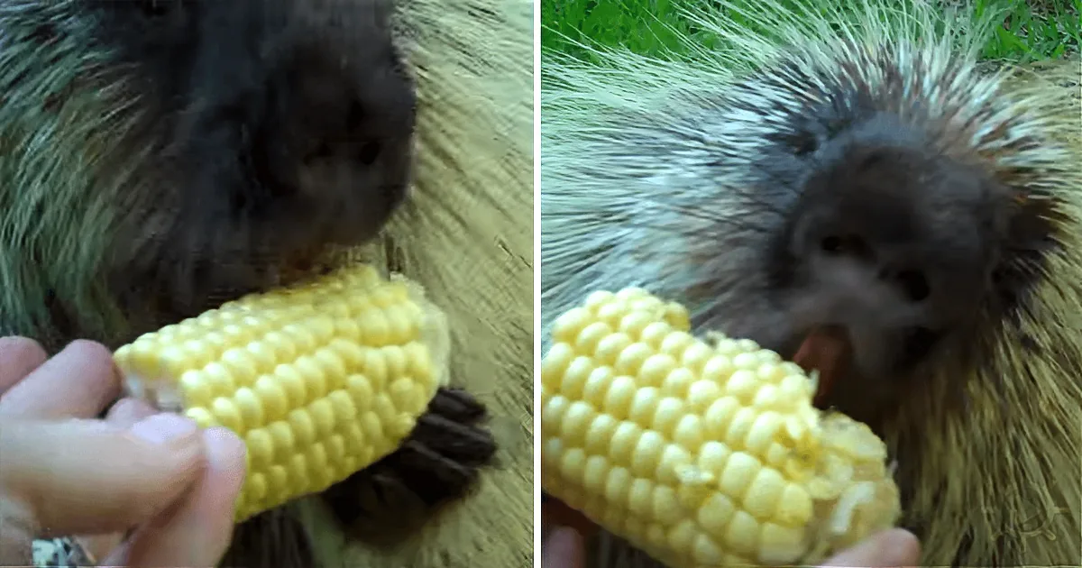 A porcupine eagerly eats corn from a person's hand, showcasing its natural behavior.