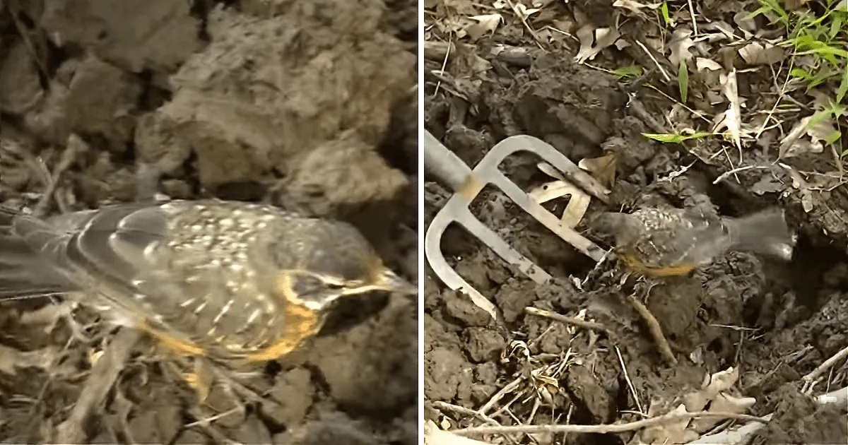 Did You Ever Think You'd See a Gardener Transformed Into a Mother Robin?
