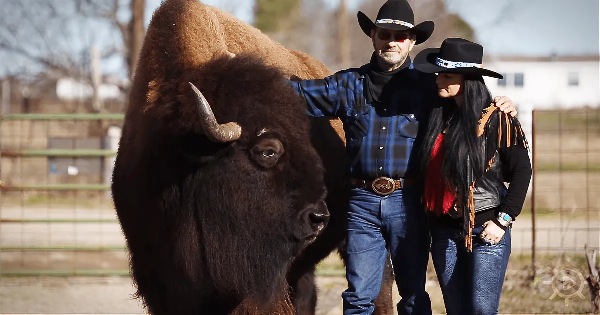 A bison stands in the foreground, with a man and woman in cowboy attire standing behind it, in a fenced area.