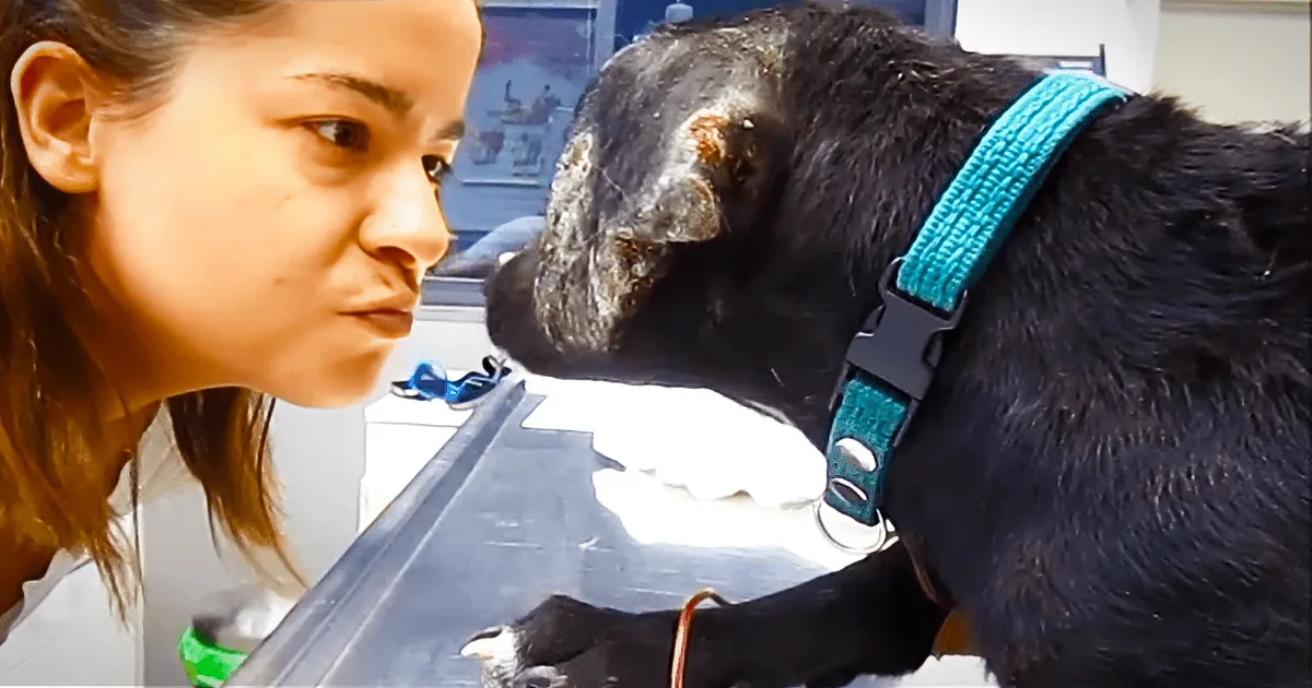 ''It Took a Week to Remove All the Ticks: a Stray Dog''s Miraculous Recovery''