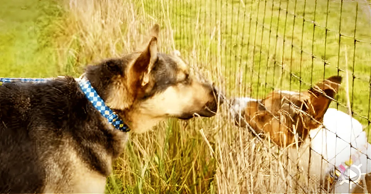 Two dogs, one with a blue collar, sniff each other through a fence in a grassy field.
