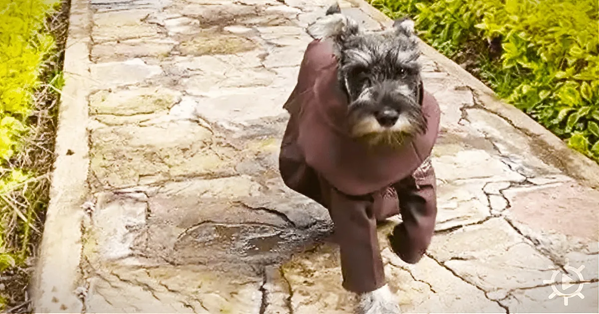 When This Stray Dog Wandered Into a Monastery - What the Friars Did Will Melt Your Heart!