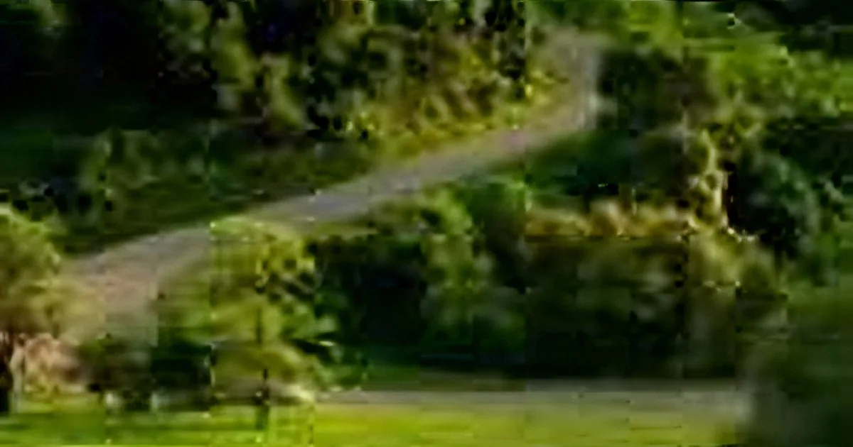 A winding road cuts through a lush, green forested landscape with trees and grass.