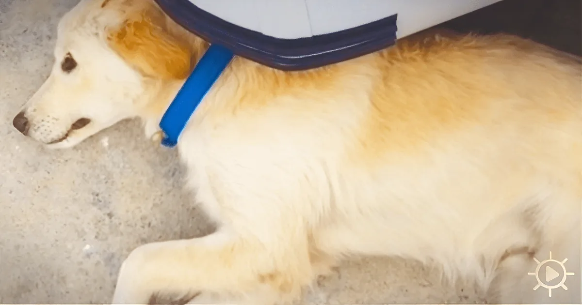 Stray Dog Followed Travelers Everywhere - What Happened Next Is Amazing