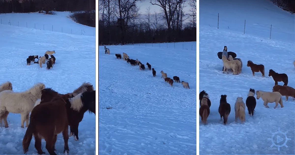 A group of ponies and a person are herding them across a snowy field.