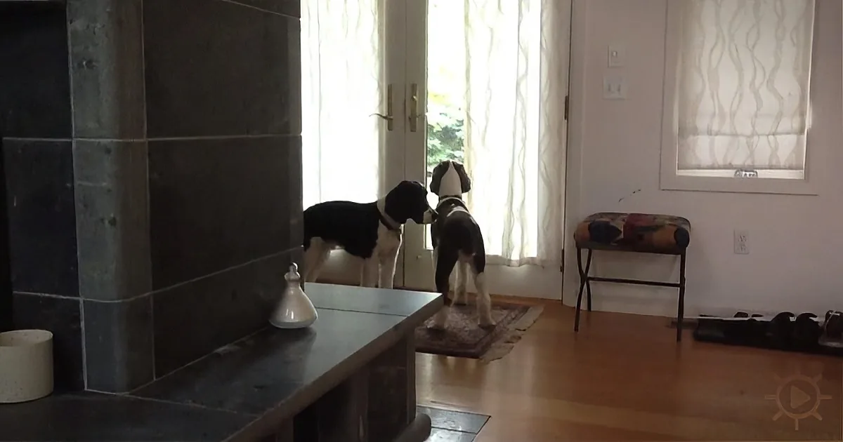 Two black-and-white dogs stand near a glass door, gazing outside, with a marble fireplace and wooden floor in the foreground.