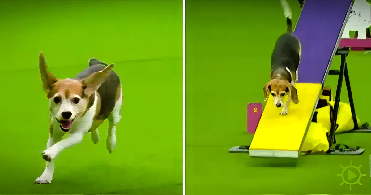 Beagle Gets Distracted, Leaves Dog Show Audience in Hysterics