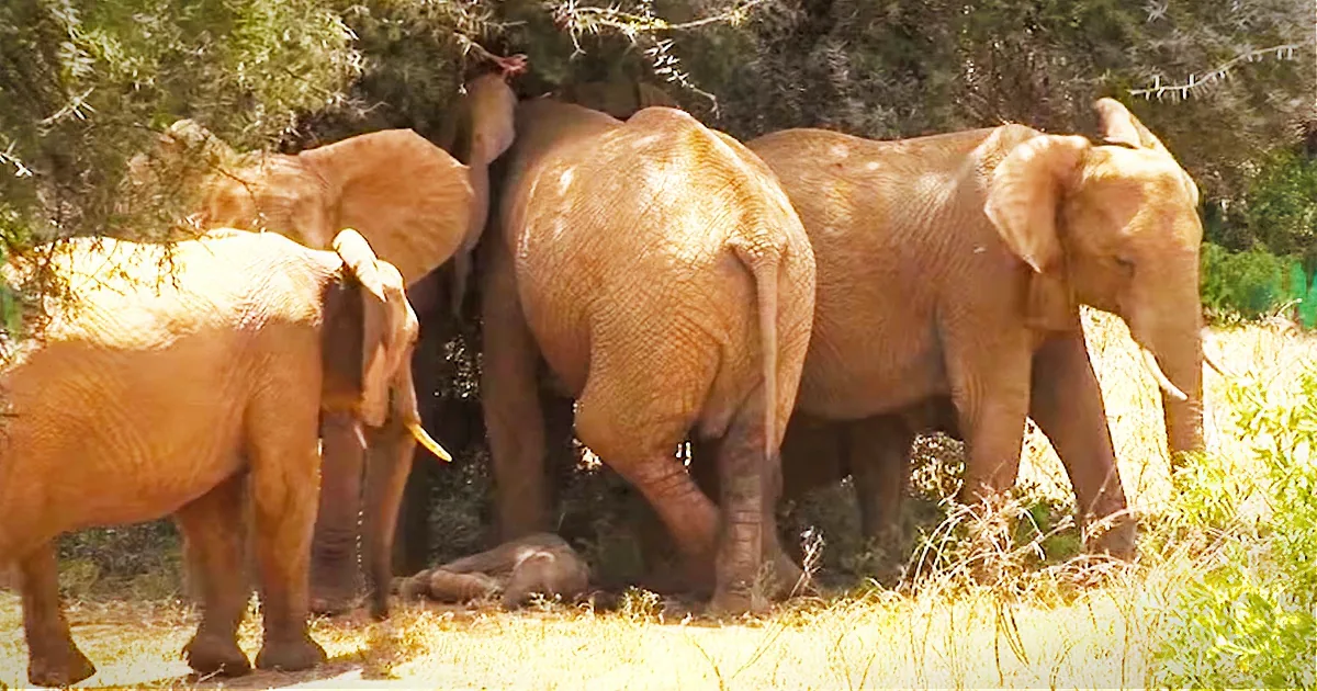 Elephants gather in a sunny field, some eating leaves from a tree.