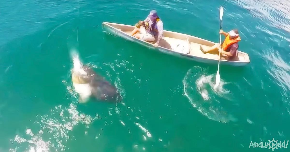 Two people in a small boat observe a large fish swimming nearby in clear blue water.