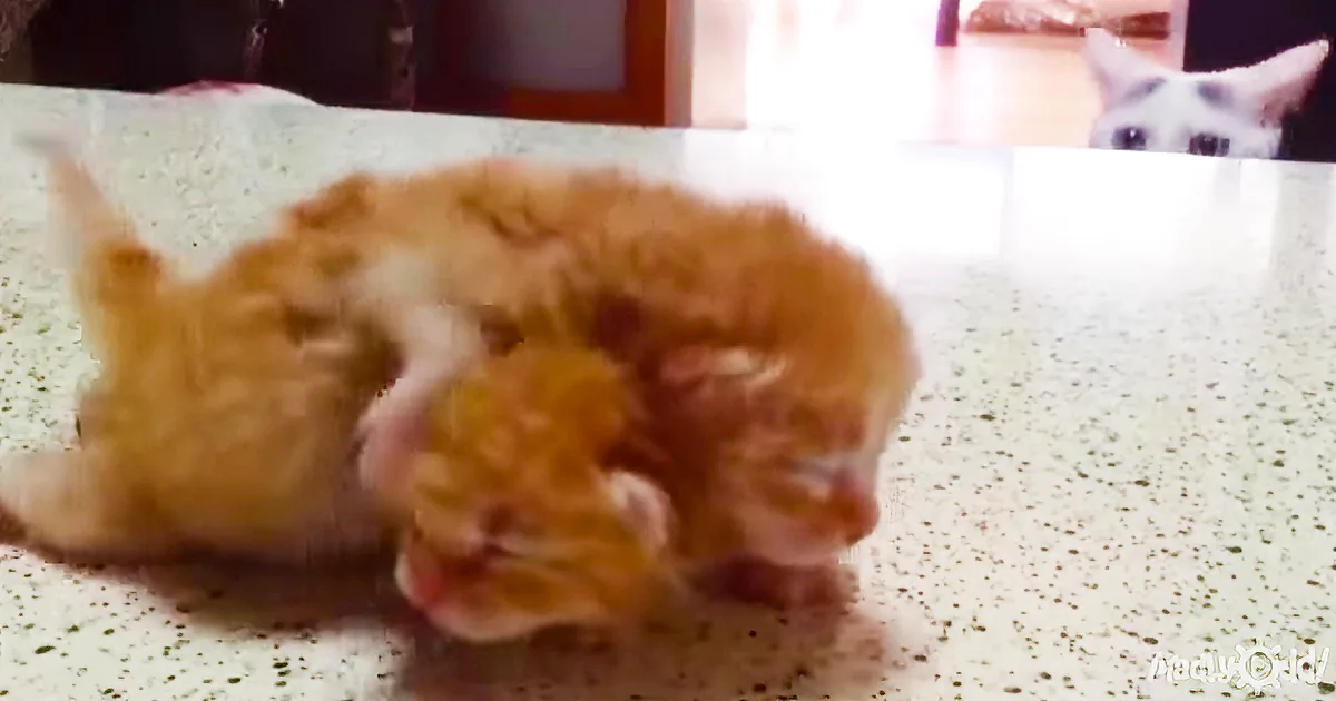 A fluffy orange and white kitten is curled up on a speckled surface, appearing to be asleep or resting.