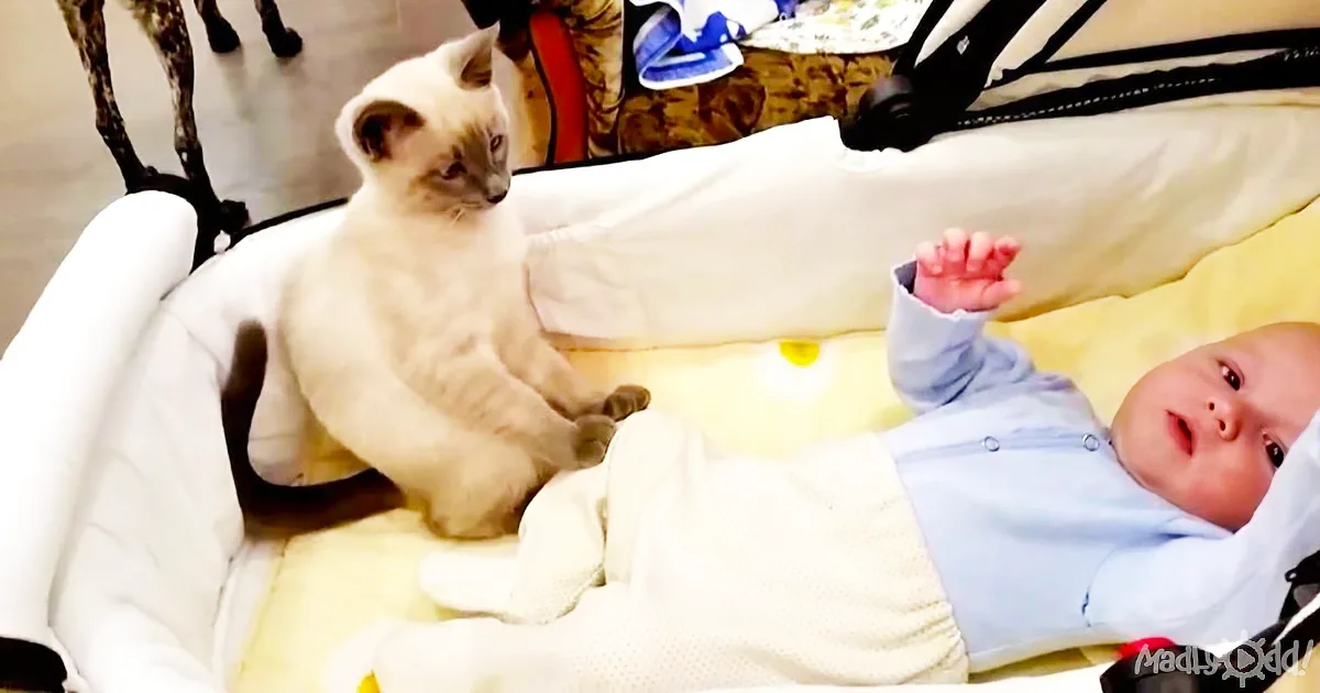 A baby in a white bassinet lies next to a white and brown cat, both appearing calm and relaxed.