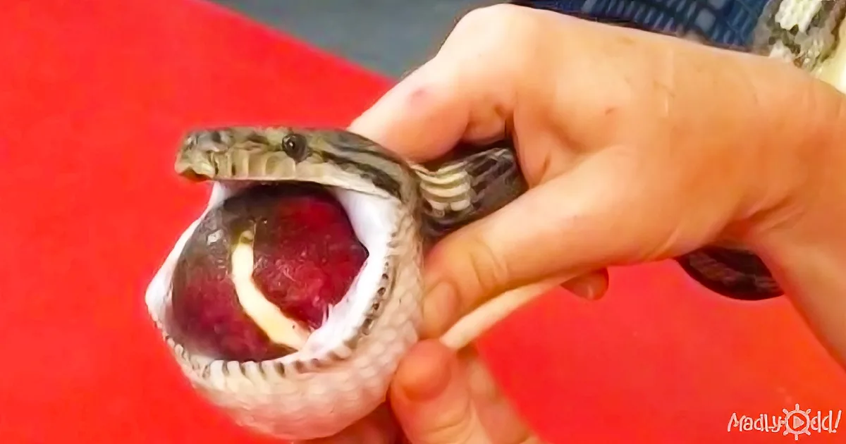 A Vet Finds a Snake With a Giant Lump. I Can't Believe What He Took out of His Body!