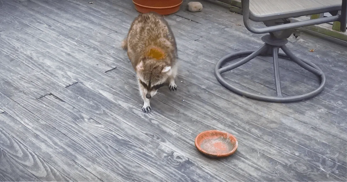 A Woman Gives Food to a Blind Raccoon. Then, Hits 'Record' When He Brings His 2 Bodyguards.
