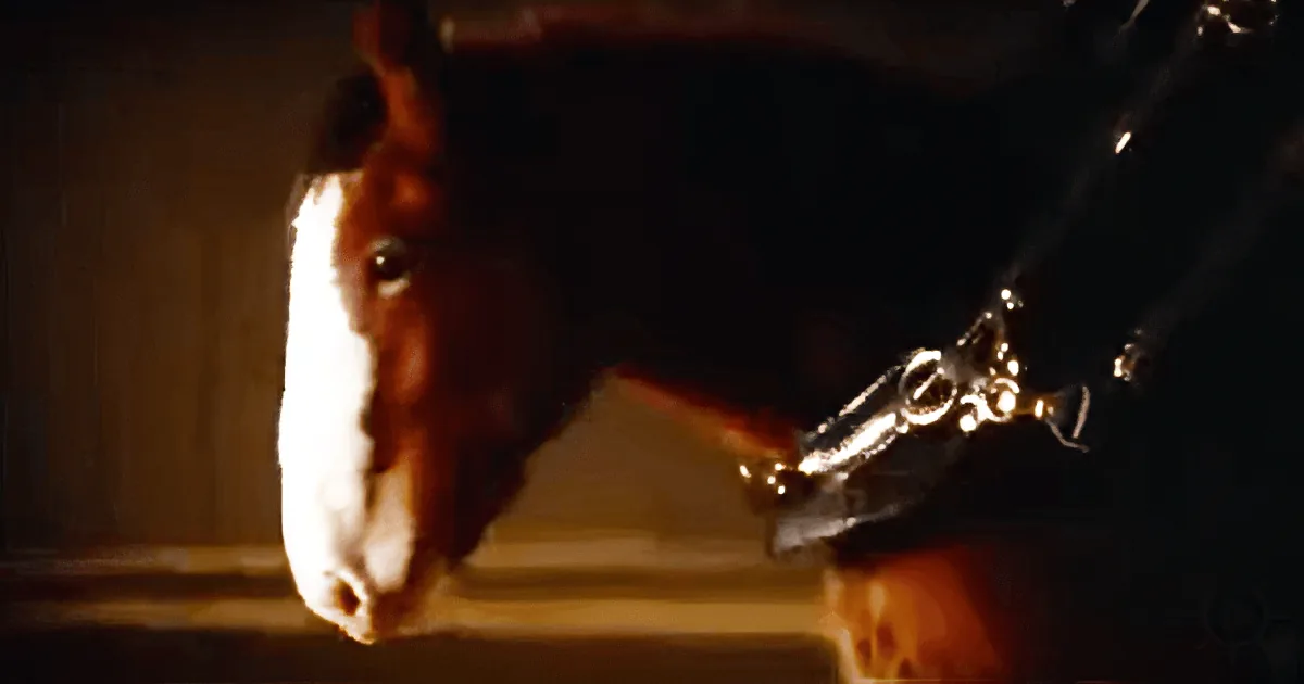 A close-up of a horse's head with a halter, set against a dark background.