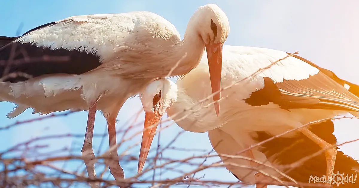 Two white storks with long orange beaks and legs stand together against a clear blue sky.