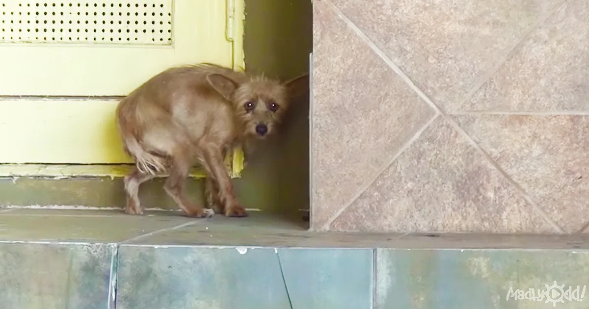 A small, scruffy dog with brown fur is peeking out from a doorway, looking cautious.