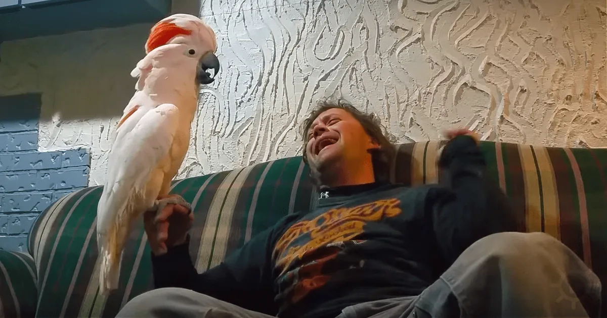 Dad Asks Cockatoo - Do You Love Me, Bird''s Response Leaves Him Stunned