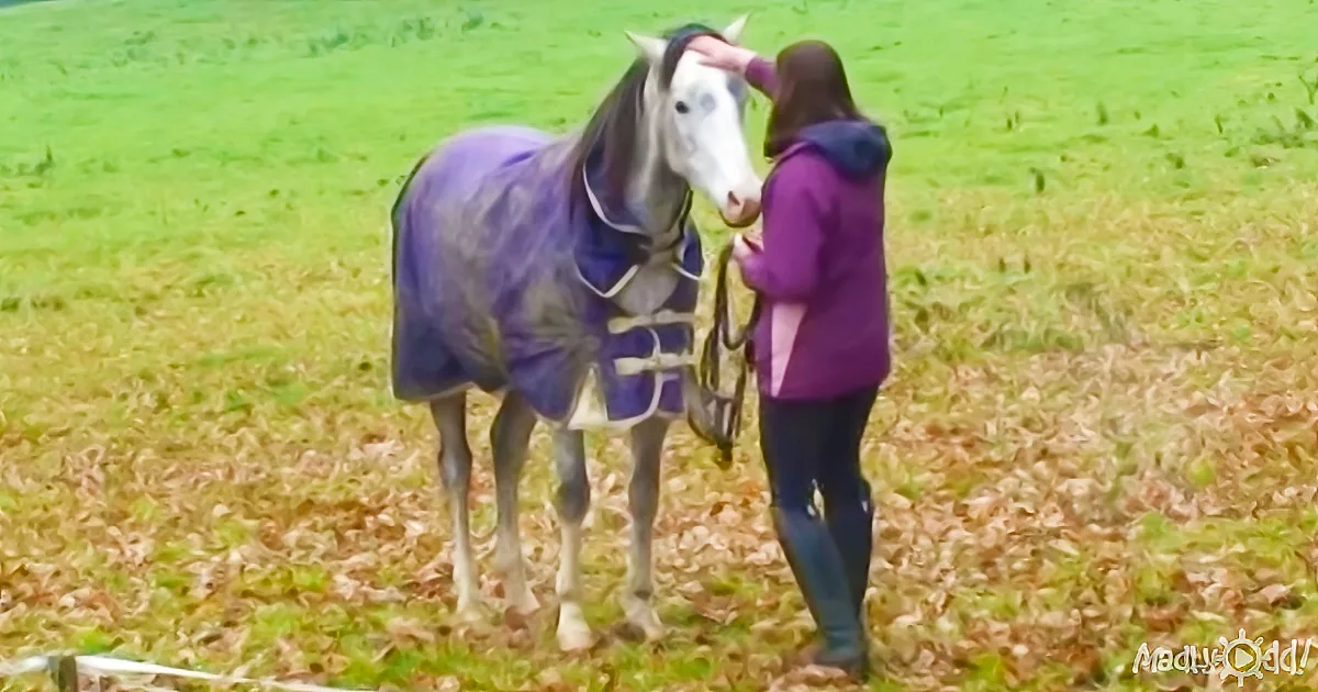 Her Owner Has Been Away for Weeks. Watch the Horse''s Reaction When She Gets Back!