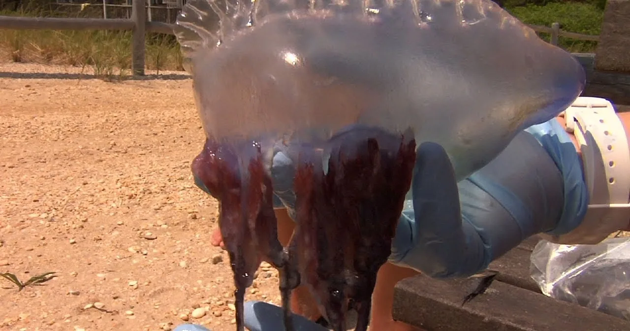 A person in blue gloves holds a large, translucent jellyfish with tentacles dripping, outdoors on a sandy surface.