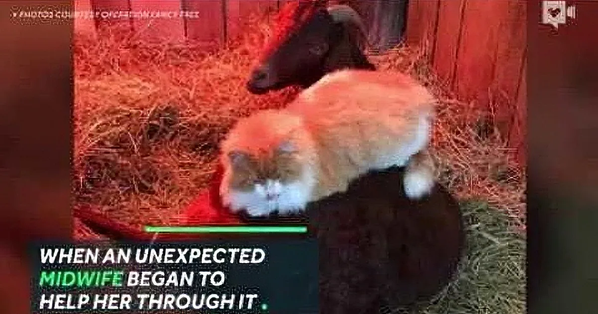 A cat and a goat are together in a barn, with text about an unexpected midwife helping.