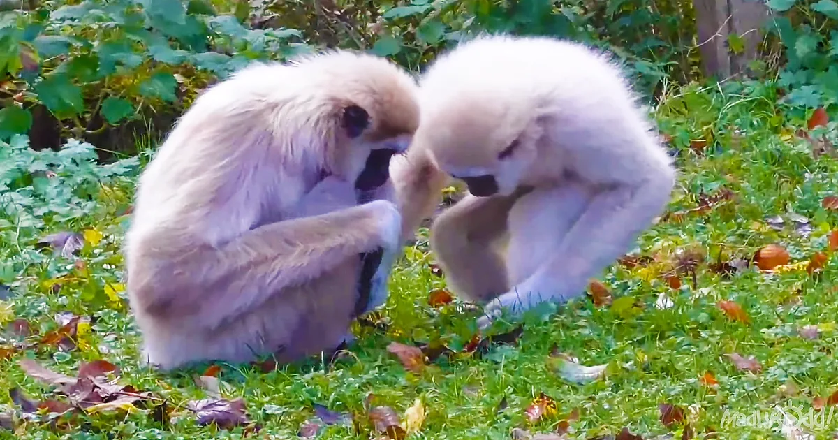 Two white-furred gibbons are interacting on grass, with one appearing to groom the other.