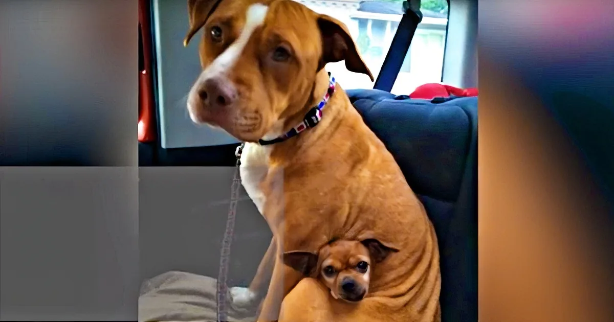 A pit bull and a small dog are sitting together in a car, with the pit bull holding the smaller dog in its arms.