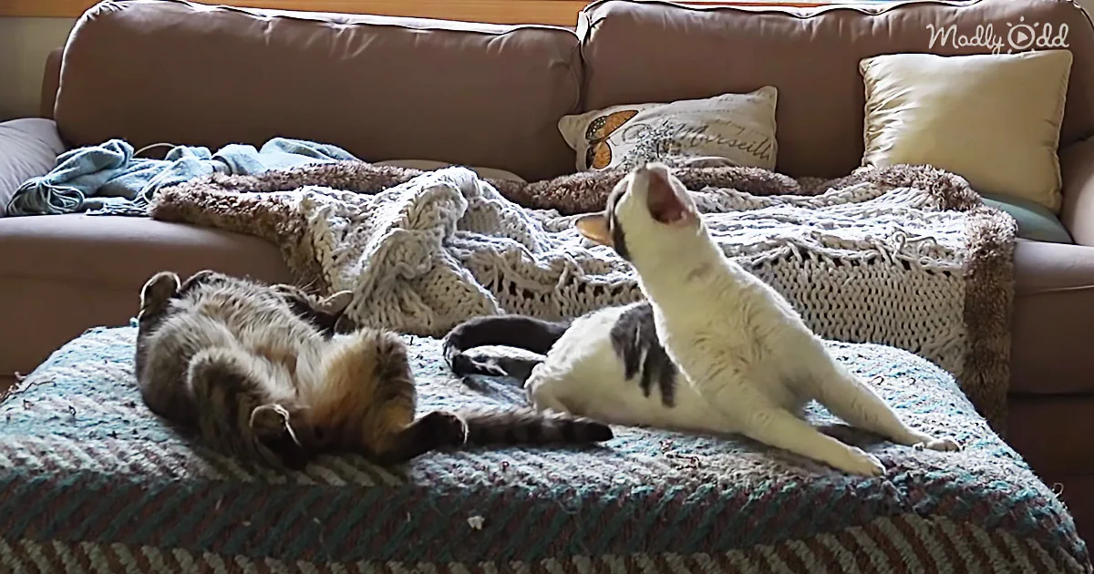 A white cat with black spots is playfully interacting with a sleeping cat on a cozy couch.
