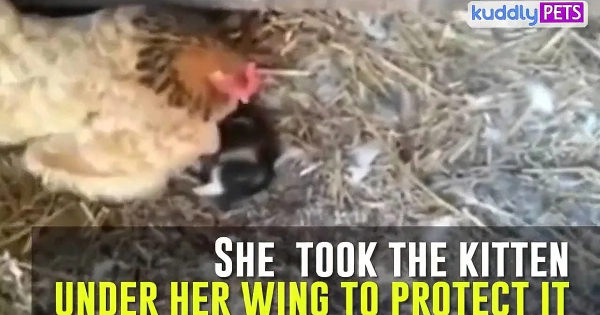 A chicken protects a kitten by placing it under her wing.
