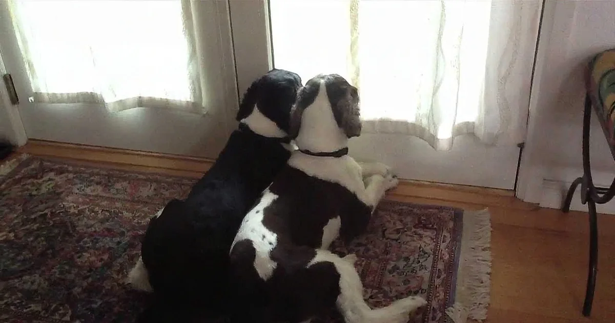 Two black-and-white dogs sit side by side on a patterned rug, gazing out a window with sheer curtains.