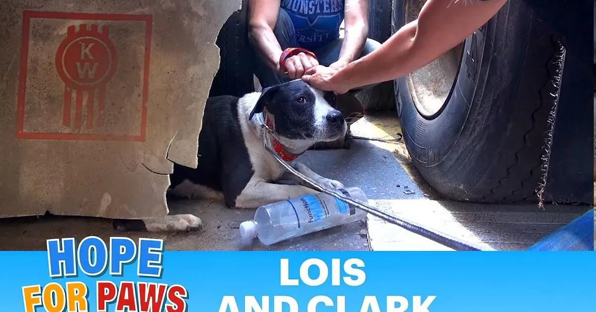 A black and white dog lies on the ground, being petted by a person, with a water bottle nearby.
