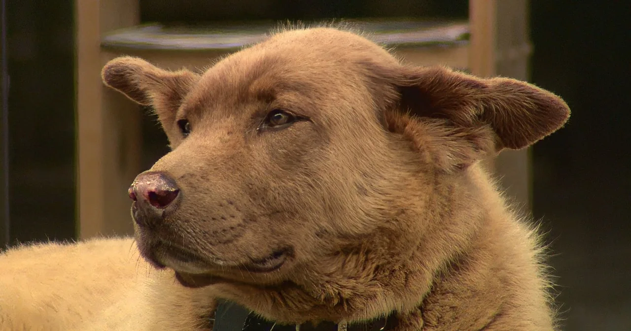 A close-up of a light brown dog with a collar, looking to the side.