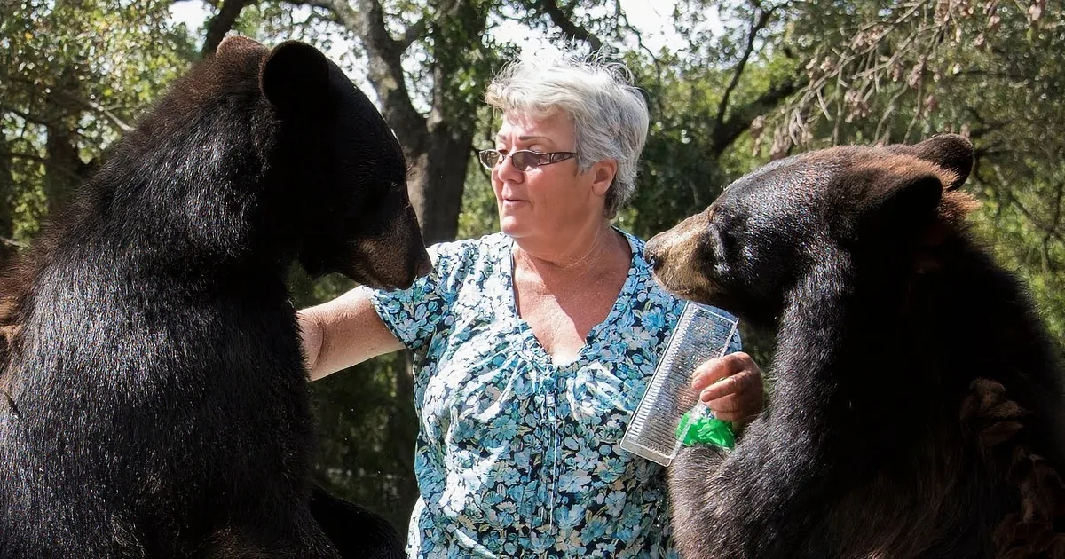 A woman in a floral shirt interacts with two black bears in a forested area.