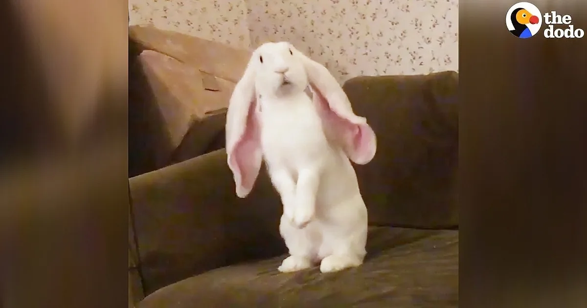 Cute-Furry-Bunny Runs Amok, Doesn''t Know How Big His Ears Are.