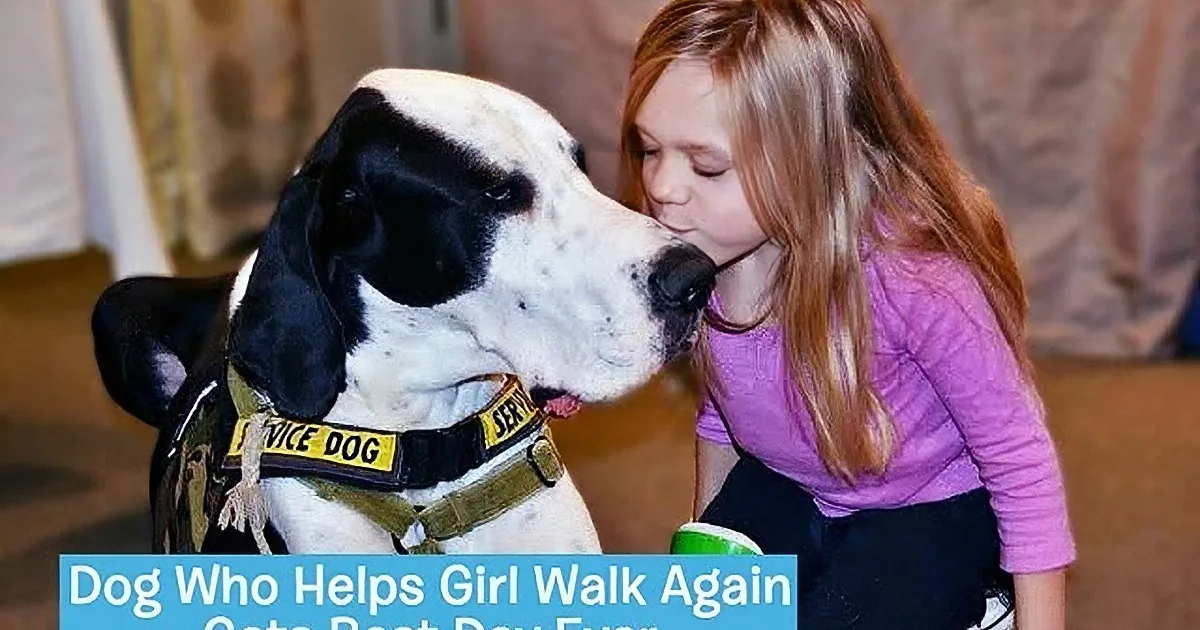 George the Great Dane Visits Young Girl in Hospital, Watch What Happens Next