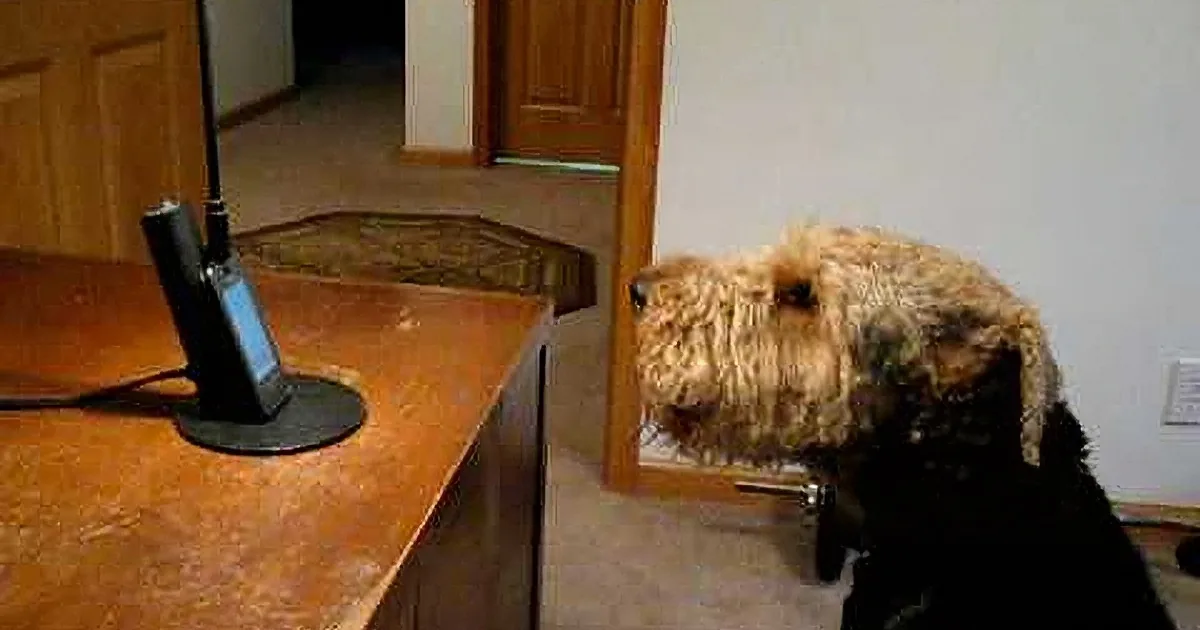 A dog with a fluffy, light brown coat is sitting on a carpeted floor, partially obscured by a wooden desk with a phone...