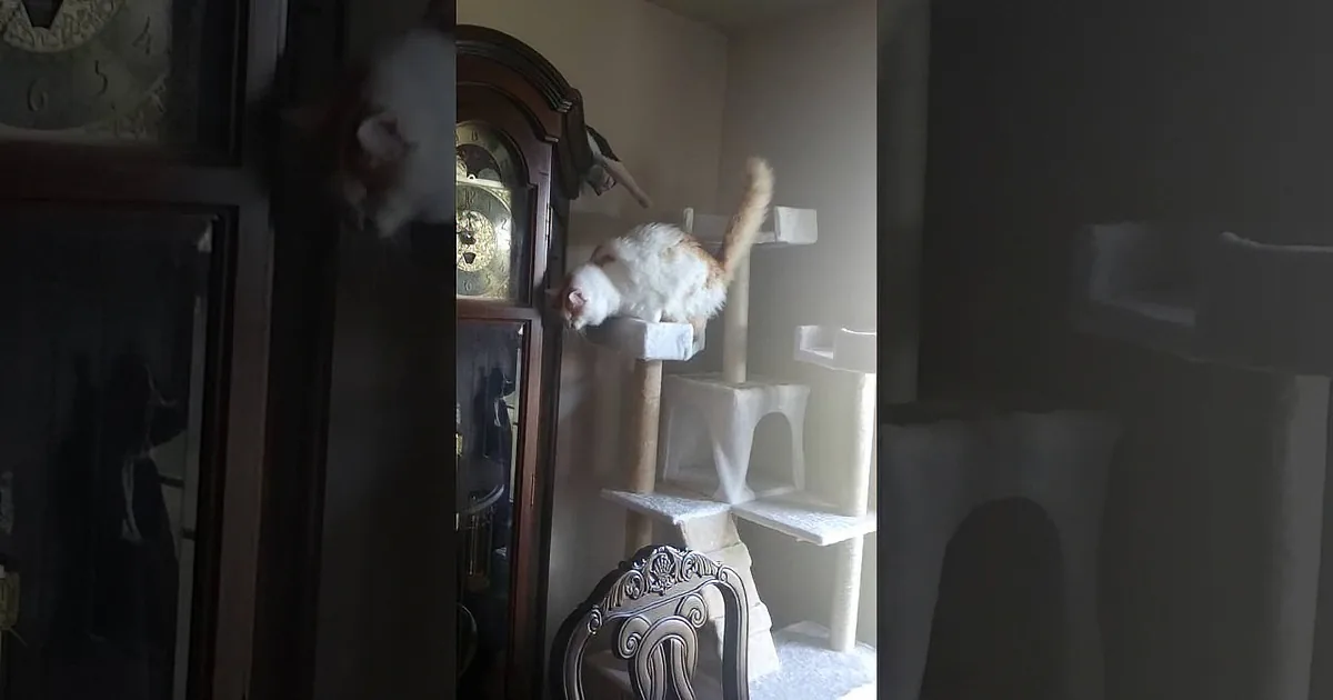 Blind Kitty Finds a New Best Friend After Being Adopted by a Couple.