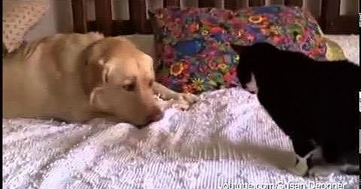 A golden retriever and a black cat are lying on a bed, facing each other.