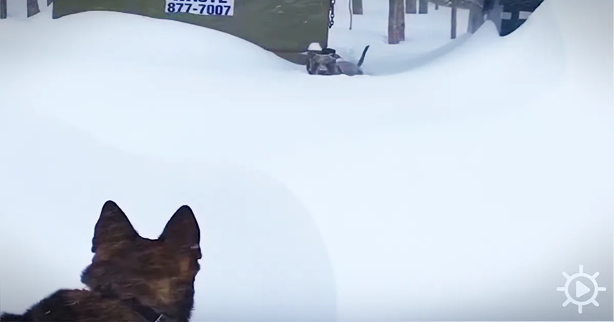 A German Shepherd dog stands in the foreground, looking out over a snowy landscape with a sign and a snow-covered...