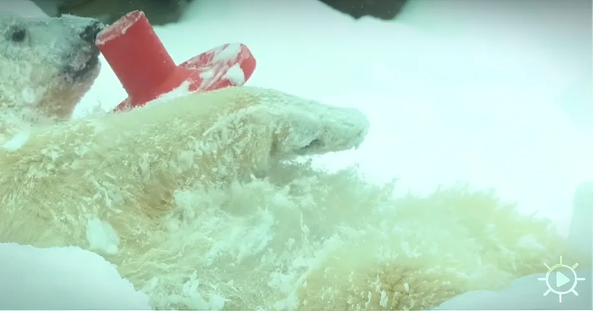 A polar bear with a red object in its mouth is partially submerged in water.