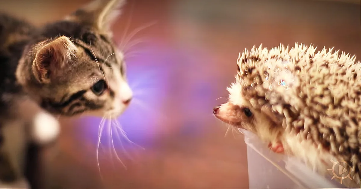 A kitten and a hedgehog face each other, both appearing curious and alert.