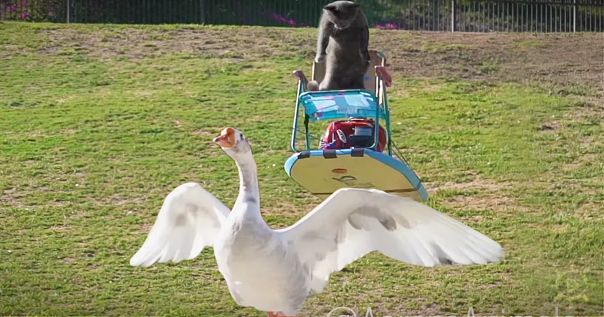 A goose spreads its wings as a cat sits in a stroller behind it on a grassy field.