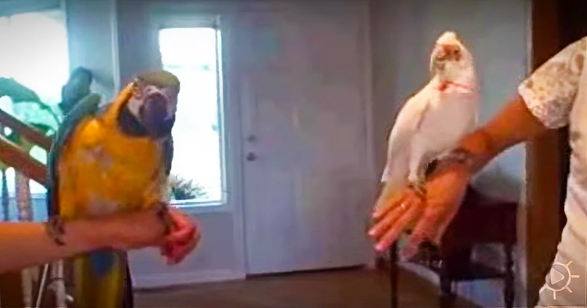 Two Birds Face off in a Dance Competition - Their Owners Are in Hysterics!