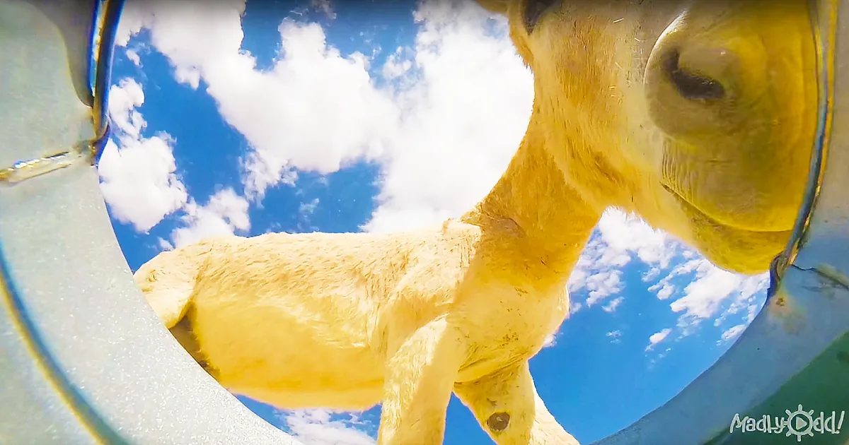 A close-up of a camel's head and neck against a blue sky with white clouds.