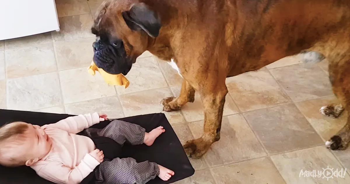 Dancing Dog Entertains Baby and the Belly Laughs Are Epic!